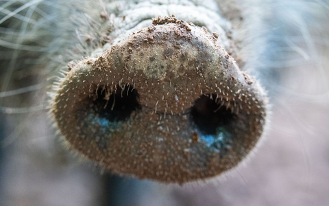 Für Menschen und andere Tierarten ist die Viruserkrankung ungefährlich - bei Haus- und Wildschweinen dagegen unheilbar und verläuft fast immer tödlich. - Foto: Lino Mirgeler/dpa Für Menschen und andere Tierarten ist die Viruserkrankung ungefährlich - bei Haus- und Wildschweinen dagegen unheilbar und verläuft fast immer tödlich. - Foto: Lino Mirgeler/dpa