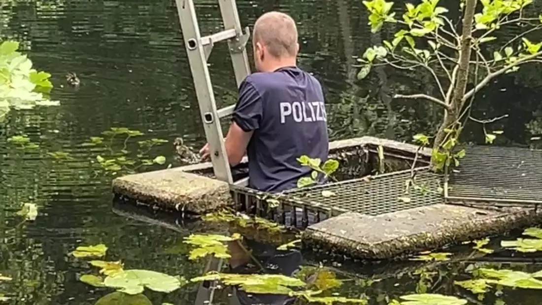 POL-PDTR: Ente gut, alles gut.... spektakuläre Entenbabyrettung am Schlossweiher - Bild: presseportal.de
