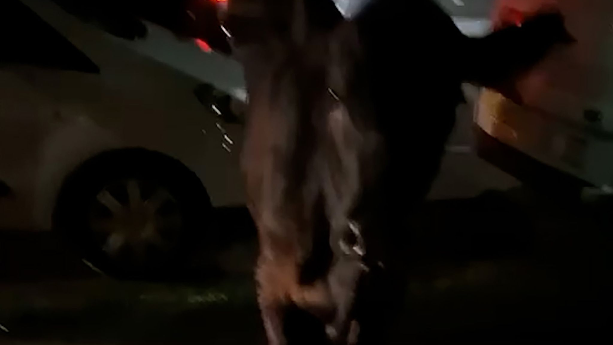 Dieses Standbild aus einem Video zeigt die entlaufende Kuh. Zwei Mal wurde sie von einem Polizeiwagen gerammt. - Foto: Kai Bennetts/PA Media/dpa