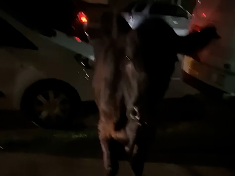 Dieses Standbild aus einem Video zeigt die entlaufende Kuh. Zwei Mal wurde sie von einem Polizeiwagen gerammt. - Foto: Kai Bennetts/PA Media/dpa