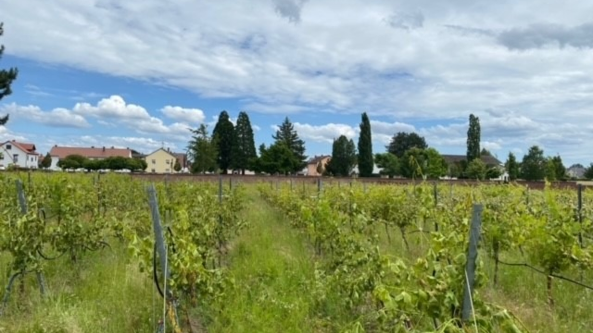 POL-PDLU: Sachbeschädigung an Weinreben - Foto: presseportal.de