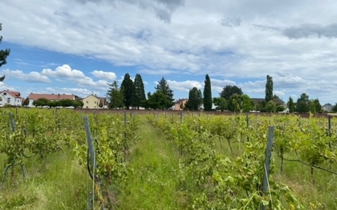 POL-PDLU: Sachbeschädigung an Weinreben - Foto: presseportal.de