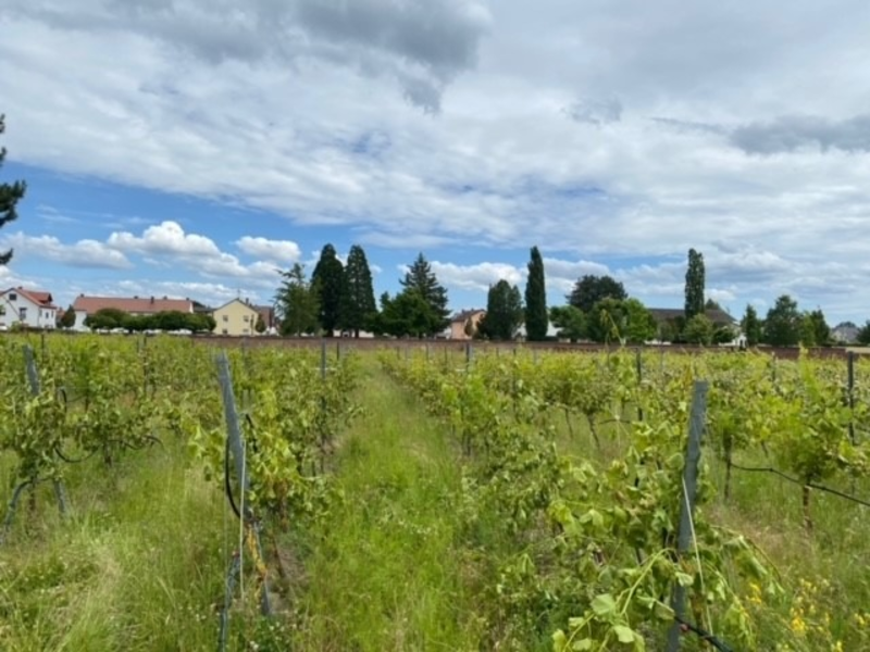 POL-PDLU: Sachbeschädigung an Weinreben - Foto: presseportal.de