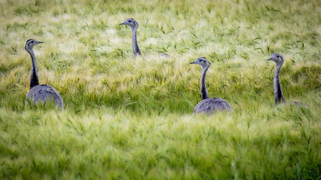 Wild lebende Nandus laufen bei der Futtersuche durch ein Roggenfeld in Mecklenburg-Vorpommern. - Bild: Jens Büttner/dpa