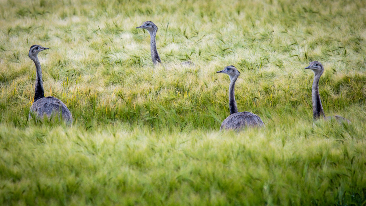 Wild lebende Nandus laufen bei der Futtersuche durch ein Roggenfeld in Mecklenburg-Vorpommern. - Foto: Jens Büttner/dpa