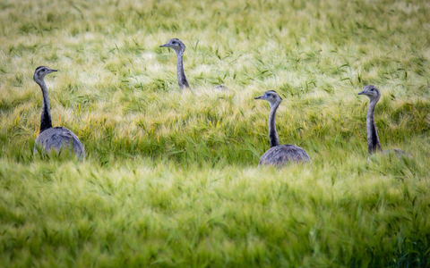 Wild lebende Nandus laufen bei der Futtersuche durch ein Roggenfeld in Mecklenburg-Vorpommern. - Foto: Jens Büttner/dpa