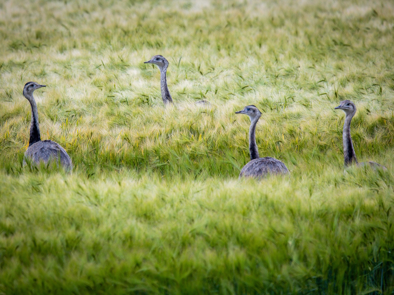 Wild lebende Nandus laufen bei der Futtersuche durch ein Roggenfeld in Mecklenburg-Vorpommern. - Foto: Jens Büttner/dpa