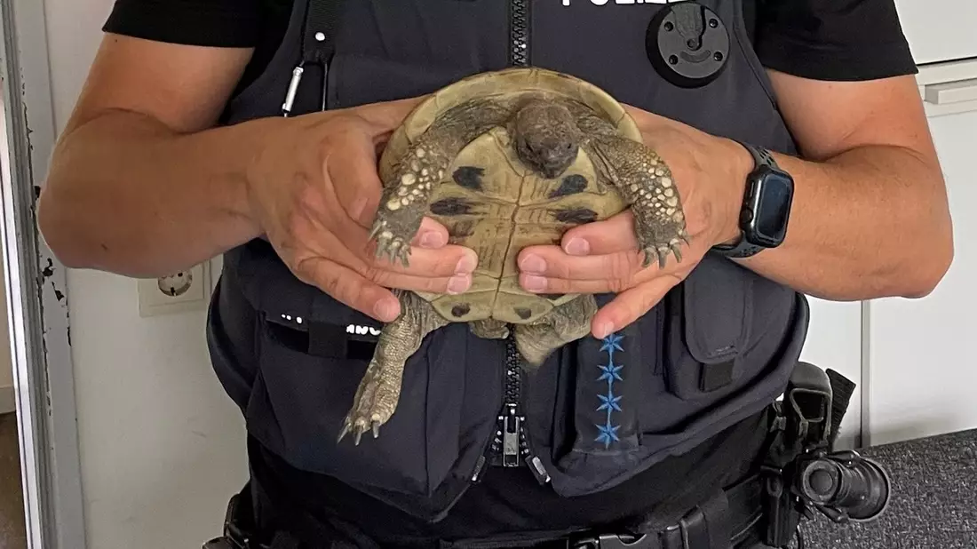 POL-HL: HL-Genin / Schildkröte auf Parkplatz gefunden - wer kennt den Besitzer? - Bild: presseportal.de