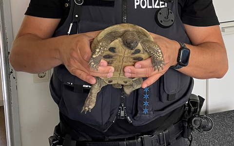POL-HL: HL-Genin / Schildkröte auf Parkplatz gefunden - wer kennt den Besitzer? - Foto: presseportal.de