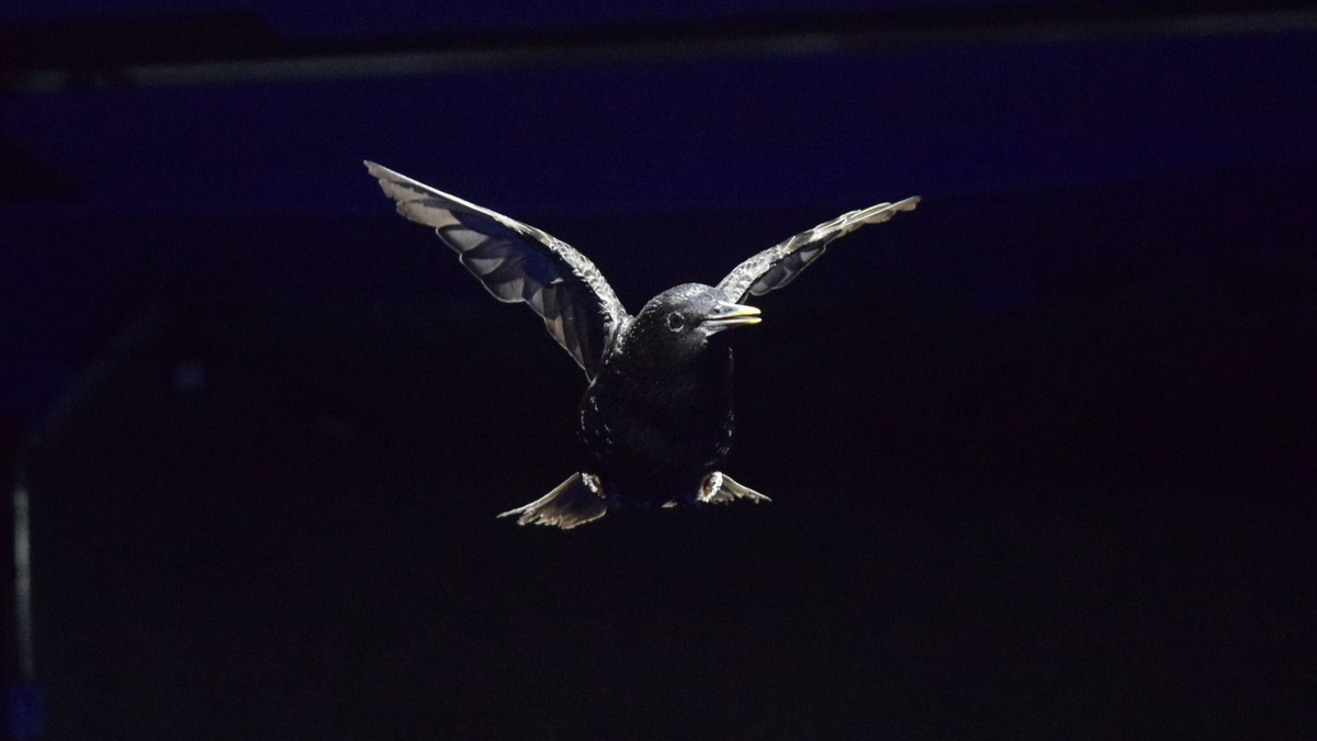 Ein Star im Windkanal in einem Versuch der «University of North Carolina at Chapel Hill». - Foto: Rónán Gissler And Siyang Hao/UNC Chapel Hill/dpa