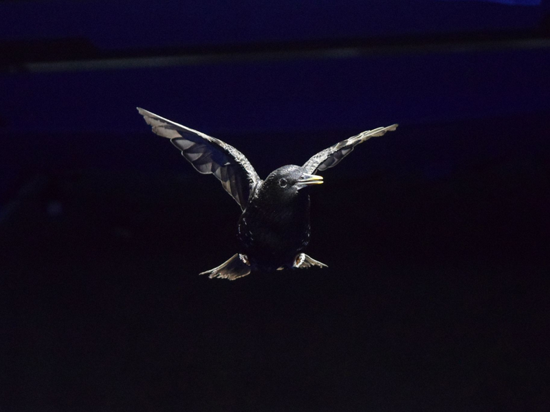 Ein Star im Windkanal in einem Versuch der «University of North Carolina at Chapel Hill». - Foto: Rónán Gissler And Siyang Hao/UNC Chapel Hill/dpa