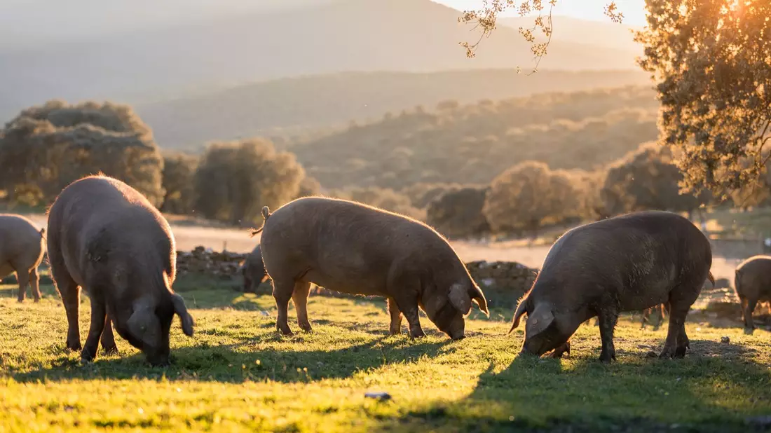 Jetzt geht es um die Wurst: Lidl in Deutschland stellt gekühlte Wurstwaren der Eigenmarke Metzgerfrisch auf mindestens Haltungsform 3 um - Bild: presseportal.de