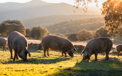 Jetzt geht es um die Wurst: Lidl in Deutschland stellt gekühlte Wurstwaren der Eigenmarke Metzgerfrisch auf mindestens Haltungsform 3 um - Foto: presseportal.de