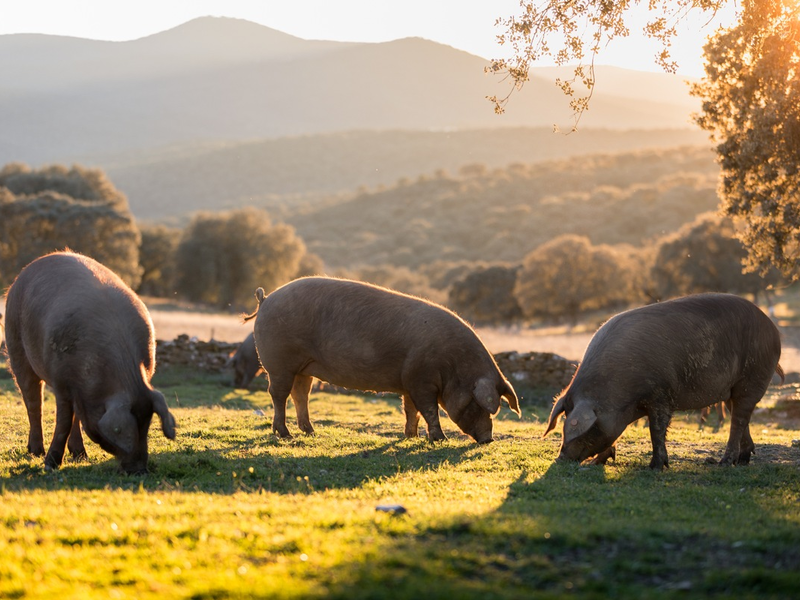 Jetzt geht es um die Wurst: Lidl in Deutschland stellt gekühlte Wurstwaren der Eigenmarke Metzgerfrisch auf mindestens Haltungsform 3 um - Foto: presseportal.de