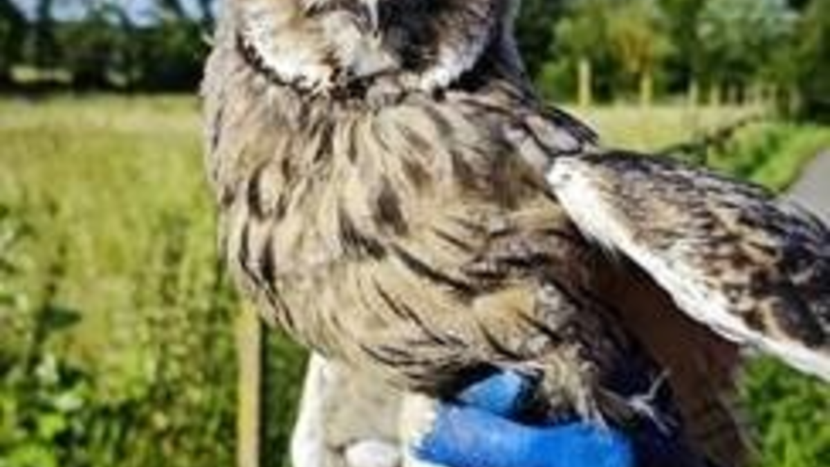 POL-PDLD: Verletzter Turmfalke und Waldohreule wieder in Freiheit entlassen - Foto: presseportal.de