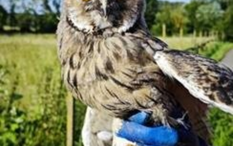 POL-PDLD: Verletzter Turmfalke und Waldohreule wieder in Freiheit entlassen - Foto: presseportal.de