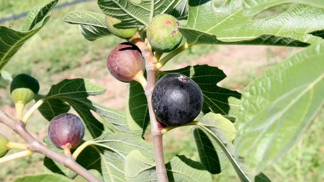 Feigenbaum im eigenen Zuhause: Tipps für mediterranes Feeling - Bild: presseportal.de