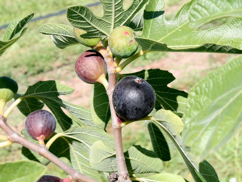 Feigenbaum im eigenen Zuhause: Tipps für mediterranes Feeling - Foto: presseportal.de