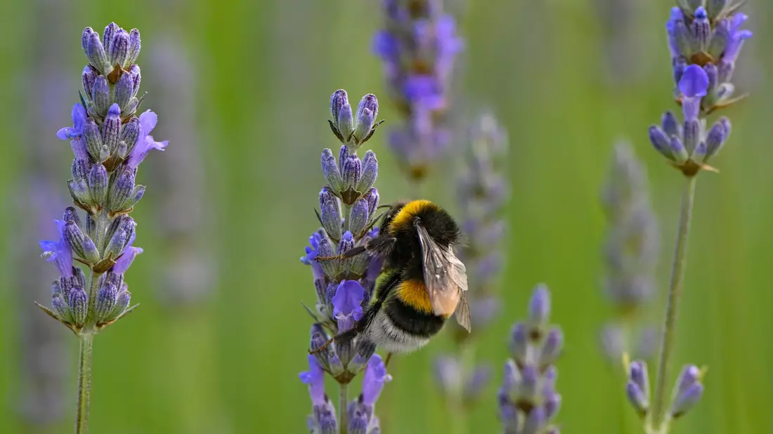 Hummeln sind im Sommer generell am aktivsten und die Völker am größten. - Bild: Patrick Pleul/dpa