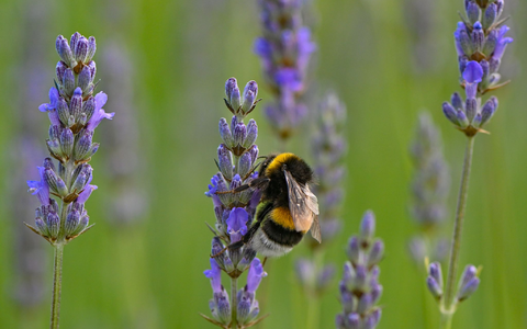 Hummeln sind im Sommer generell am aktivsten und die Völker am größten. - Foto: Patrick Pleul/dpa