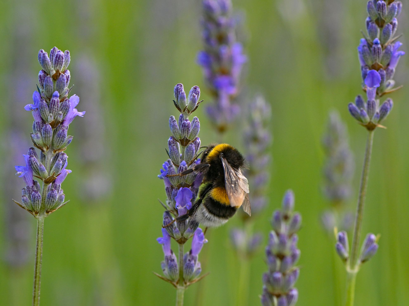 Hummeln sind im Sommer generell am aktivsten und die Völker am größten. - Foto: Patrick Pleul/dpa