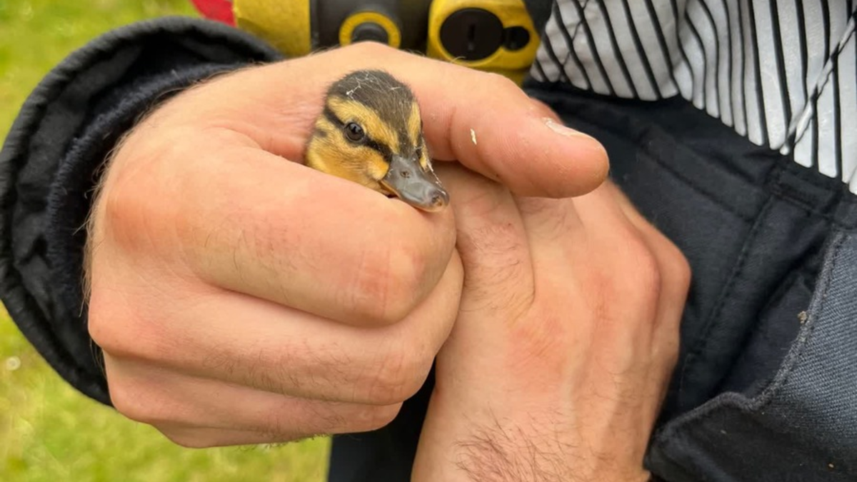 POL-HA: Entenküken aus Gully gerettet - Foto: presseportal.de