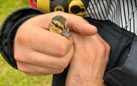 POL-HA: Entenküken aus Gully gerettet - Foto: presseportal.de