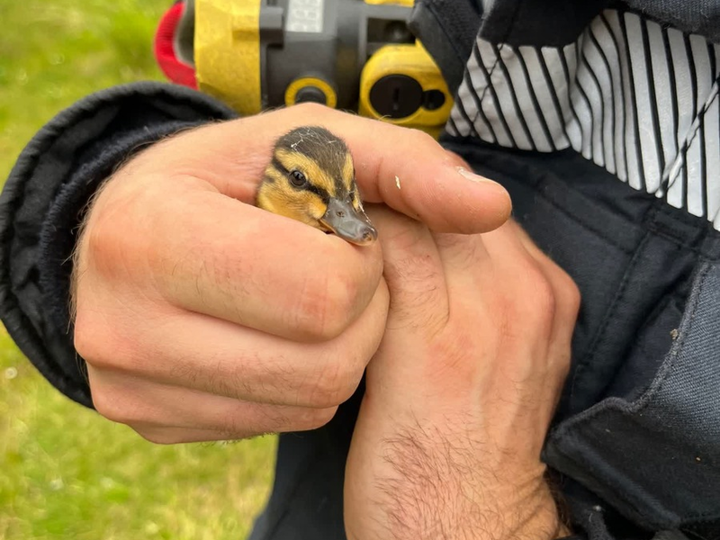 POL-HA: Entenküken aus Gully gerettet - Foto: presseportal.de