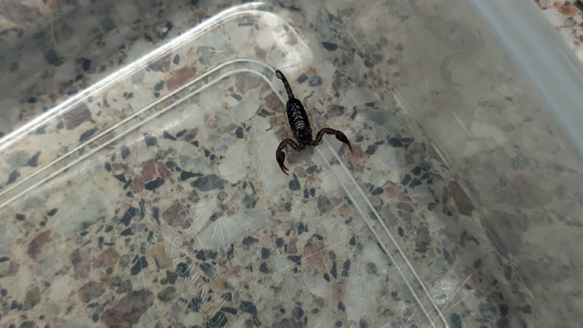 POL-H: Südstadt: Blinder Passagier in Dienststelle abgegeben - Foto: presseportal.de