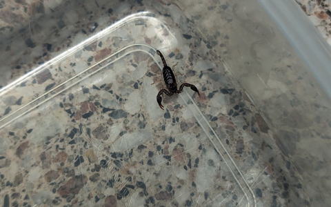 POL-H: Südstadt: Blinder Passagier in Dienststelle abgegeben - Foto: presseportal.de