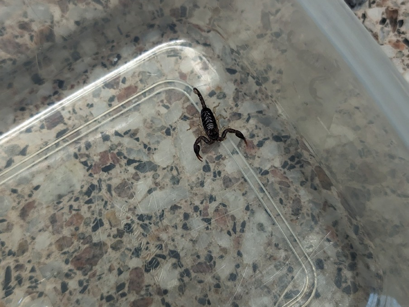 POL-H: Südstadt: Blinder Passagier in Dienststelle abgegeben - Foto: presseportal.de