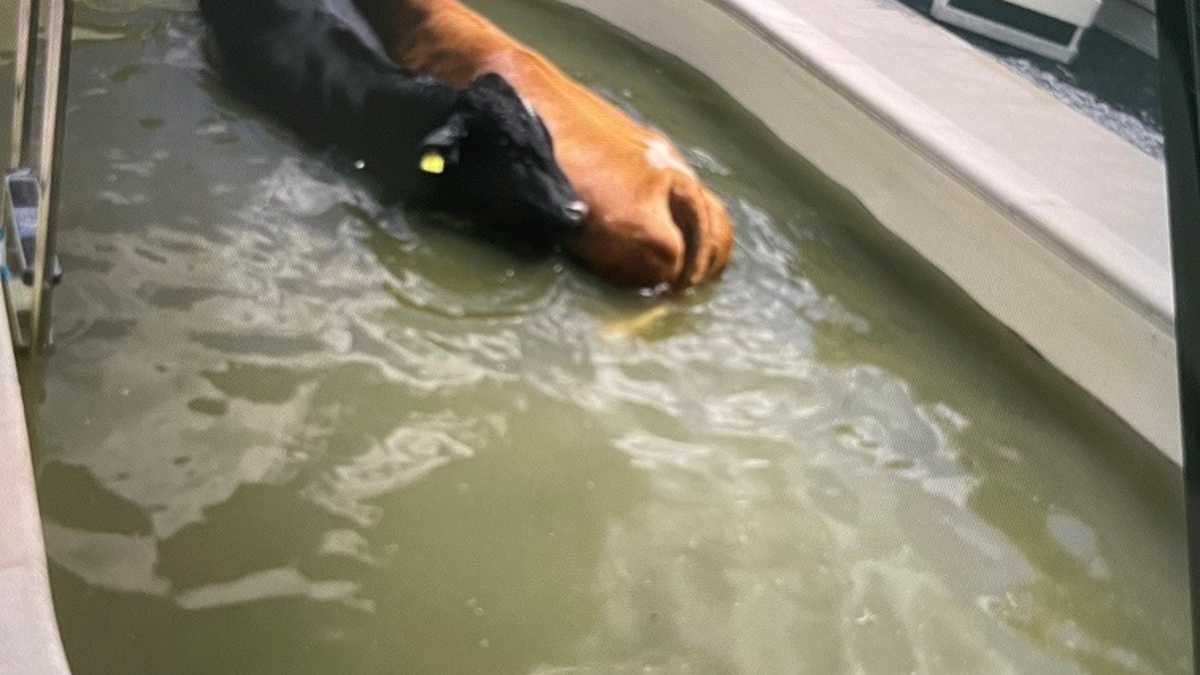 LPI-J: Kühe gehen baden - Foto: presseportal.de