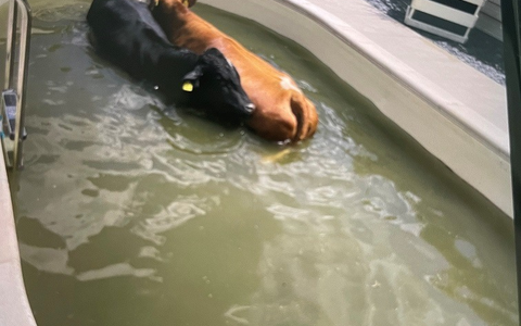 LPI-J: Kühe gehen baden - Foto: presseportal.de