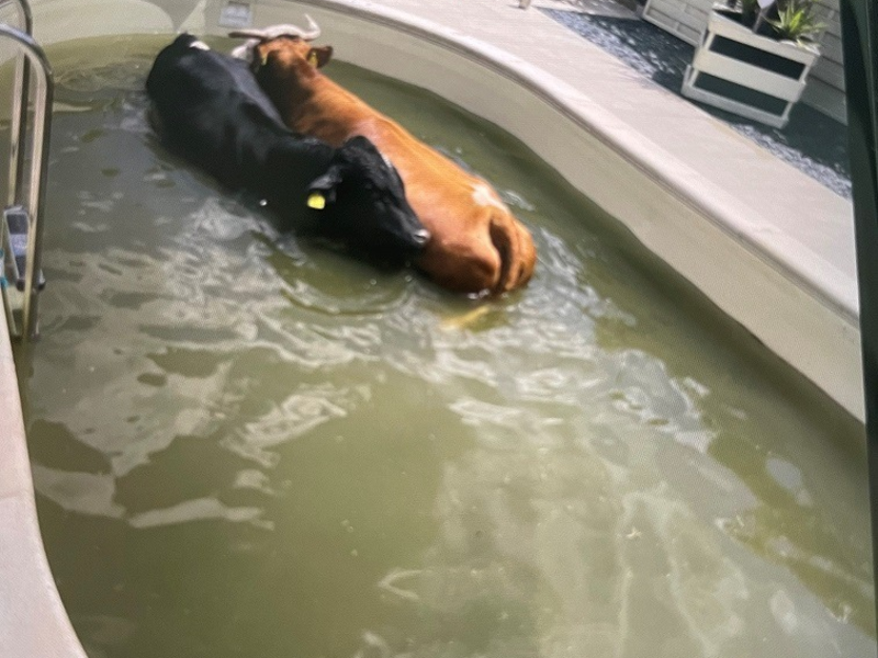 LPI-J: Kühe gehen baden - Foto: presseportal.de