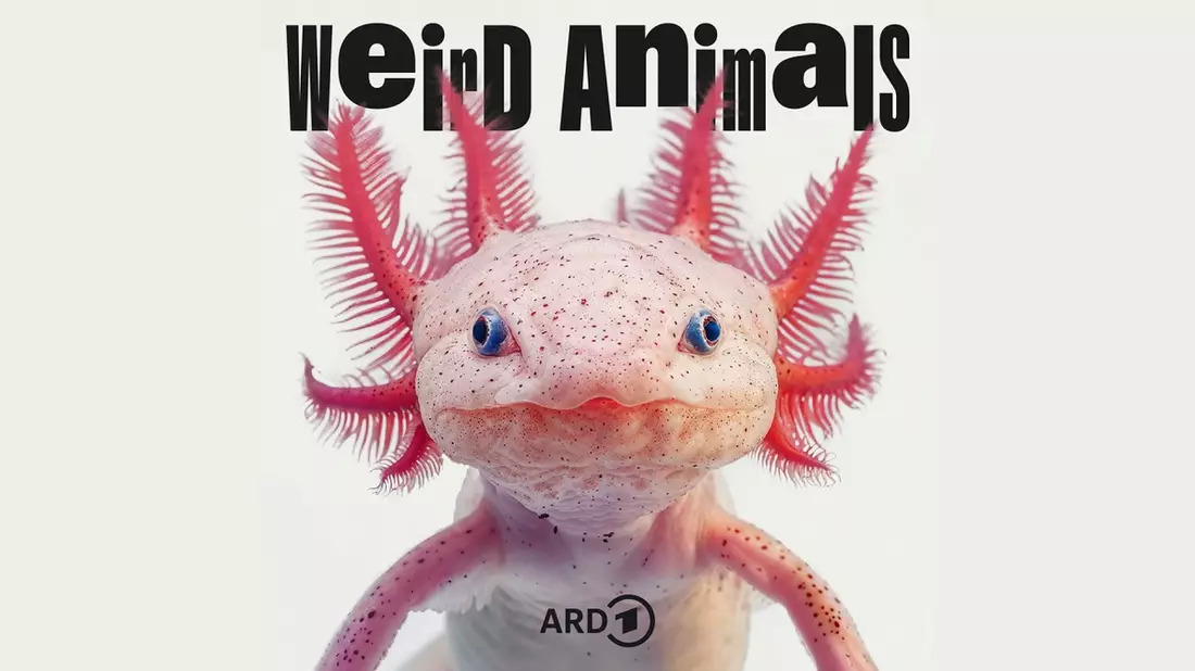 Weird Animals: neuer Podcast über die Komik der Tierwelt in der ARD Audiothek - Bild: presseportal.de