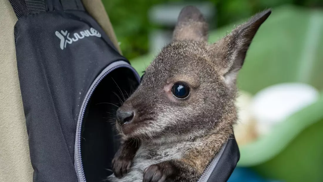 Känguru Mathilda schaut aus dem Rucksack von Tierpflegemeister Schneider heraus. - Bild: Stefan Sauer/dpa