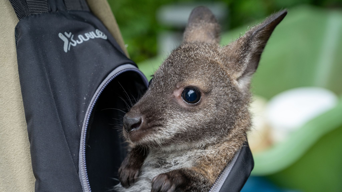 Känguru Mathilda schaut aus dem Rucksack von Tierpflegemeister Schneider heraus. - Foto: Stefan Sauer/dpa