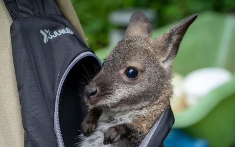 Känguru Mathilda schaut aus dem Rucksack von Tierpflegemeister Schneider heraus. - Foto: Stefan Sauer/dpa