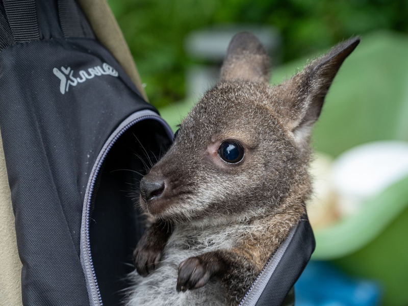 Känguru Mathilda schaut aus dem Rucksack von Tierpflegemeister Schneider heraus. - Foto: Stefan Sauer/dpa