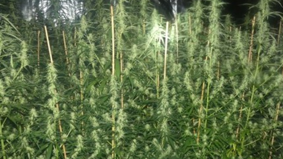 POL-GM: Pressemitteilung der Staatsanwaltschaft Köln und der Polizei des Oberbergischen Kreises: Polizei hebt Cannabis-Plantage aus - Foto: presseportal.de