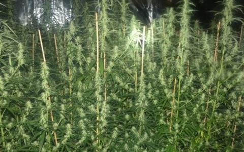 POL-GM: Pressemitteilung der Staatsanwaltschaft Köln und der Polizei des Oberbergischen Kreises: Polizei hebt Cannabis-Plantage aus - Foto: presseportal.de