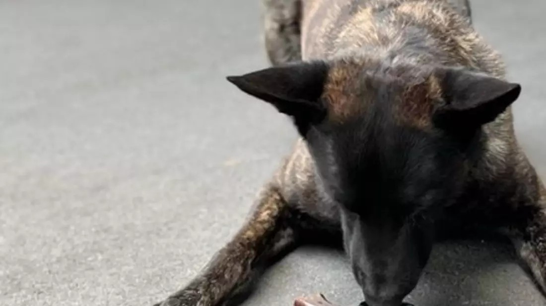 POL-AC: Spürhund erschnüffelt Tatwaffe nach Bedrohung - Bild: presseportal.de