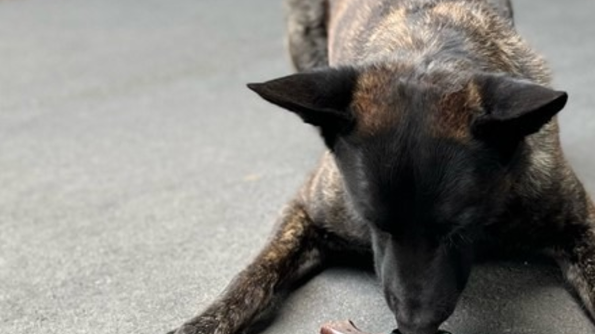 POL-AC: Spürhund erschnüffelt Tatwaffe nach Bedrohung - Foto: presseportal.de