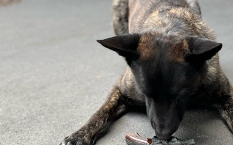 POL-AC: Spürhund erschnüffelt Tatwaffe nach Bedrohung - Foto: presseportal.de