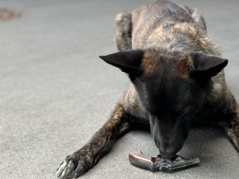 POL-AC: Spürhund erschnüffelt Tatwaffe nach Bedrohung - Foto: presseportal.de