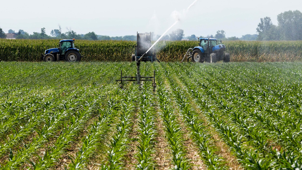 In der italienischen Landwirtschaft sind nach Schätzungen etwa 230.000 Menschen illegal beschäftigt, darunter viele Migranten. - Foto: Luca Bruno/AP/dpa