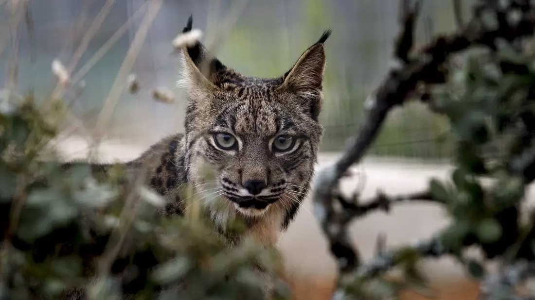 Der Pardelluchs konnte von der Weltnaturschutzunion von «stark gefährdet» auf «gefährdet» zurückgestuft werden. - Bild: epa efe Jose Manuel Vidal/epa efe/dpa