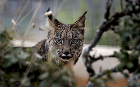 Der Pardelluchs konnte von der Weltnaturschutzunion von «stark gefährdet» auf «gefährdet» zurückgestuft werden. - Foto: epa efe Jose Manuel Vidal/epa efe/dpa Der Pardelluchs konnte von der Weltnaturschutzunion von «stark gefährdet» auf «gefährdet» zurückgestuft werden. - Foto: epa efe Jose Manuel Vidal/epa efe/dpa