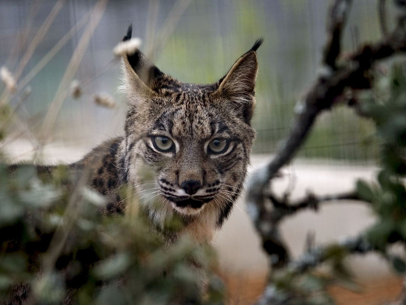 Der Pardelluchs konnte von der Weltnaturschutzunion von «stark gefährdet» auf «gefährdet» zurückgestuft werden. - Foto: epa efe Jose Manuel Vidal/epa efe/dpa