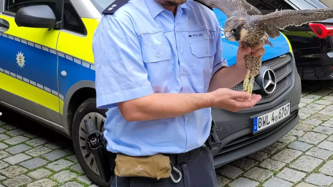 POL-UL: (UL) Ulm - Verletzter Greifvogel in Ulm gerettet / Die Polizei übergab am Donnerstag einen flugunfähigen Wanderfalken an die Auffangstation. - Bild: presseportal.de